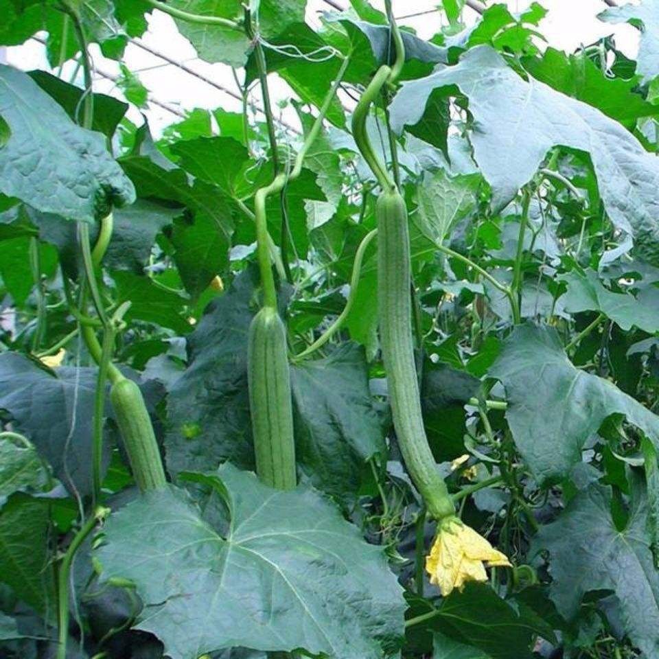 2021新款新款 2021網加粗瓜果蔬菜種植爬藤網花卉藤蔓攀援網園藝-細節圖4