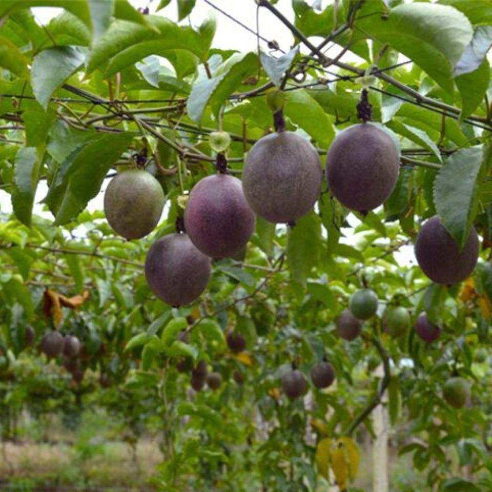 2021新款新款 2021網加粗瓜果蔬菜種植爬藤網花卉藤蔓攀援網園藝-細節圖5