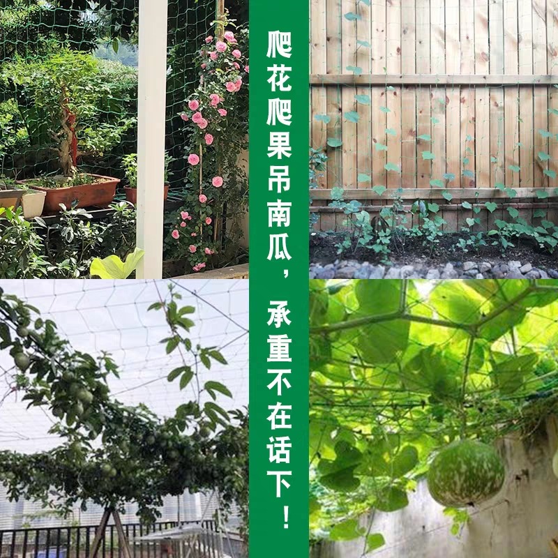 農用爬藤網黃瓜絲瓜豆角百香果葡萄鐵線蓮瓜果花卉植物大棚尼龍網-細節圖3
