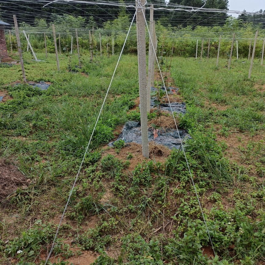百香果水泥樁熱銷獼猴桃鋼筋水泥柱火龍果園桿葡萄圍欄大棚架定製-細節圖4