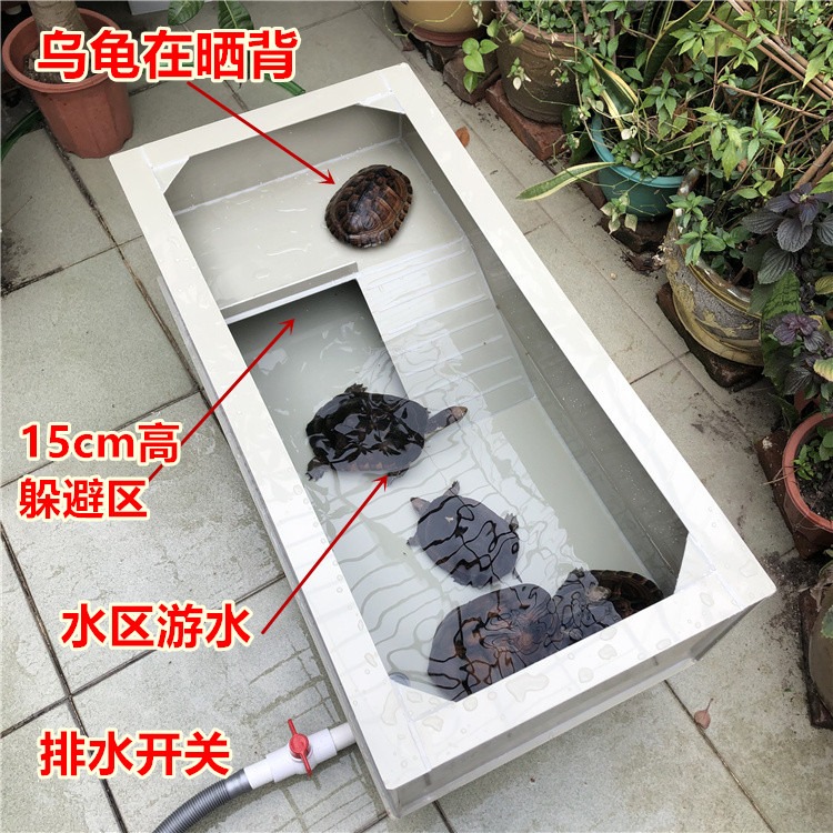 包郵龜苗龜碌養殖箱龜池草龜巴西龜大青南石龜龜箱樓梯曬臺龜缸-細節圖2