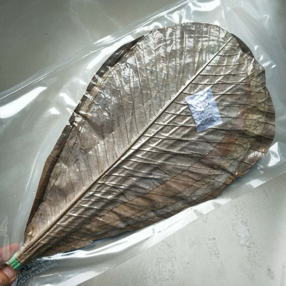 丹麥葉刺身姿造裝飾大樹葉冷菜盤飾熱菜盛器創意餐具日式料理樸葉-細節圖7
