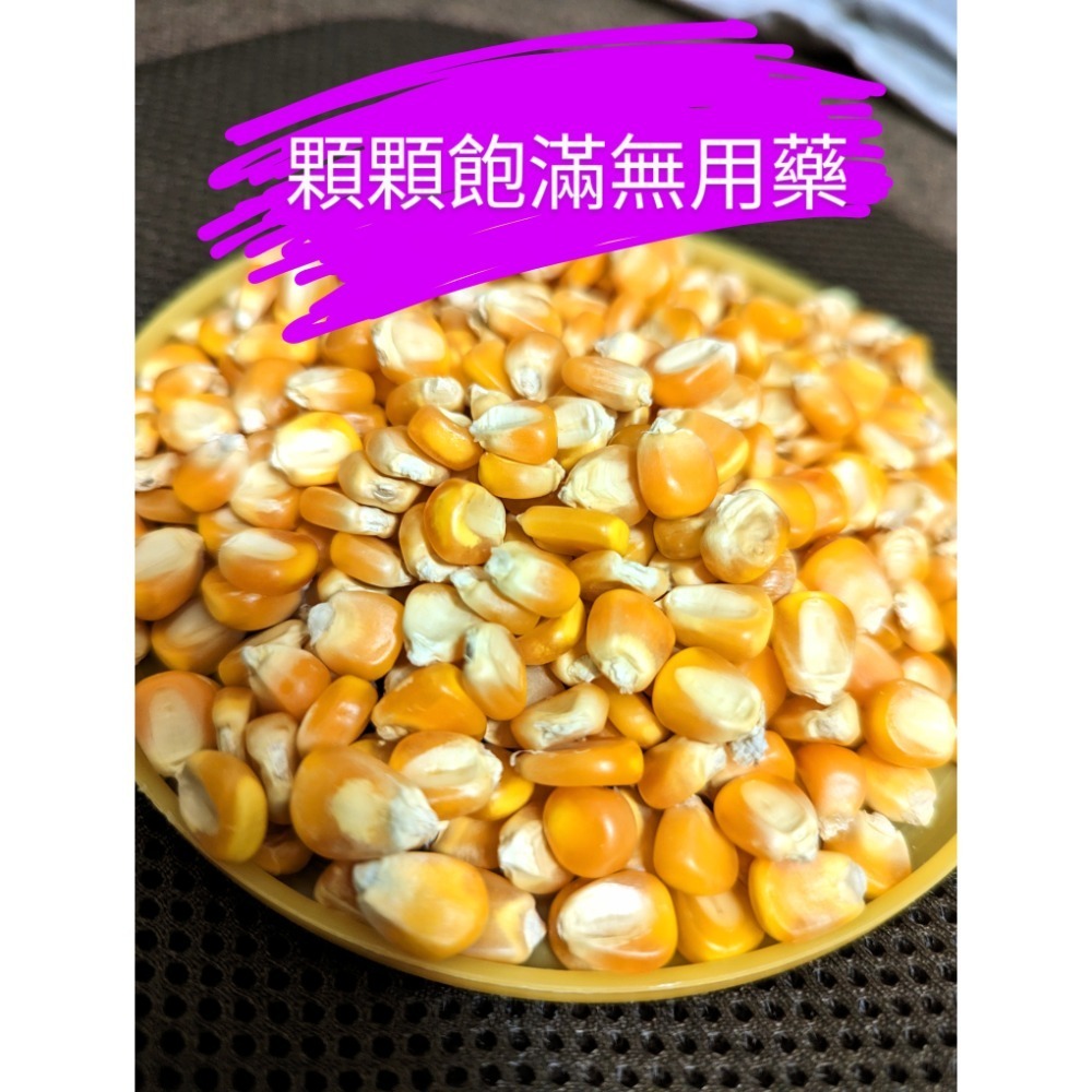 苗栗新鮮現貨碎非基因改造玉米粒、飼料玉米碎（細）、成雞飼料小雞飼料、科爾鴨、成鴨飼料、鵝、鸚鵡、鴿子、倉鼠飼料、玉米粉-規格圖1