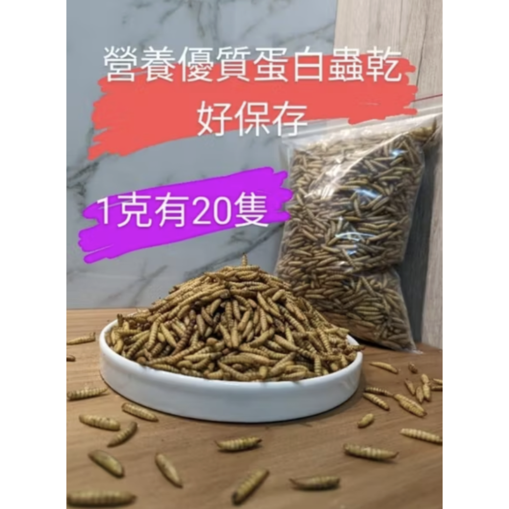 黑水虻蟲乾鳳凰蟲粉 柯爾鴨 鵪鶉 盧丁雞 魚 鼠貓狗爬蟲兩棲零食/優質蛋白/狐獴寵物零食 刺蝟 蜥蜴-細節圖2