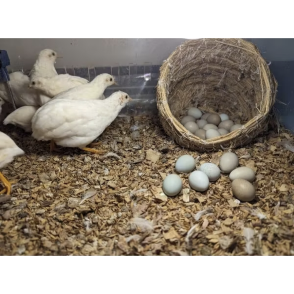 寵物雞飼料🐔成雞/蛋雞🐓盧丁雞、鵪鶉產蛋飼料大雞飼料（每週進貨新鮮現貨）益生菌、鈣綠藻藍藻、日本矮雞、迷你雞觀賞蛋雞-規格圖4