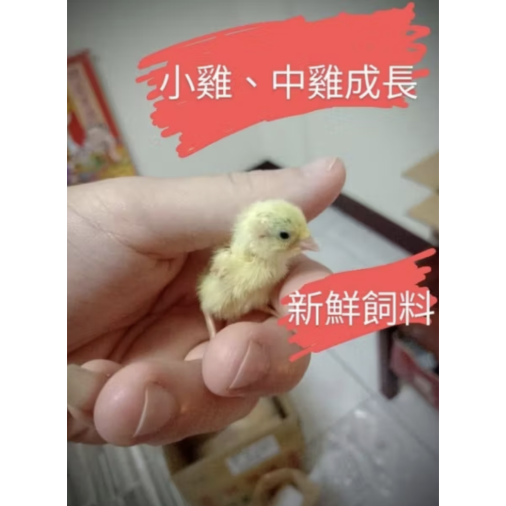 苗栗🐣小雞/幼仔雞🐣頂級營養高熱能成長粉狀小雞飼料/剛出生小雞寶寶/、中雞成長飼料、盧丁雞、鵪鶉、日本雞所有寵物雞飼-細節圖2