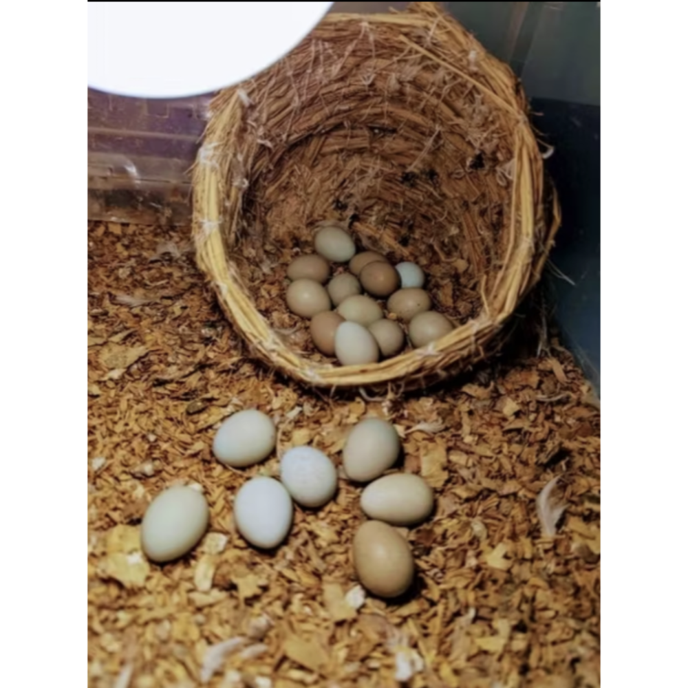 盧丁雞天然手工稻草編織產蛋窩、文鳥鸚鵡錦華鳥窩、鵪鶉繁殖窩鳥巢生蛋窩小鳥窩淺盤下蛋盆-細節圖2