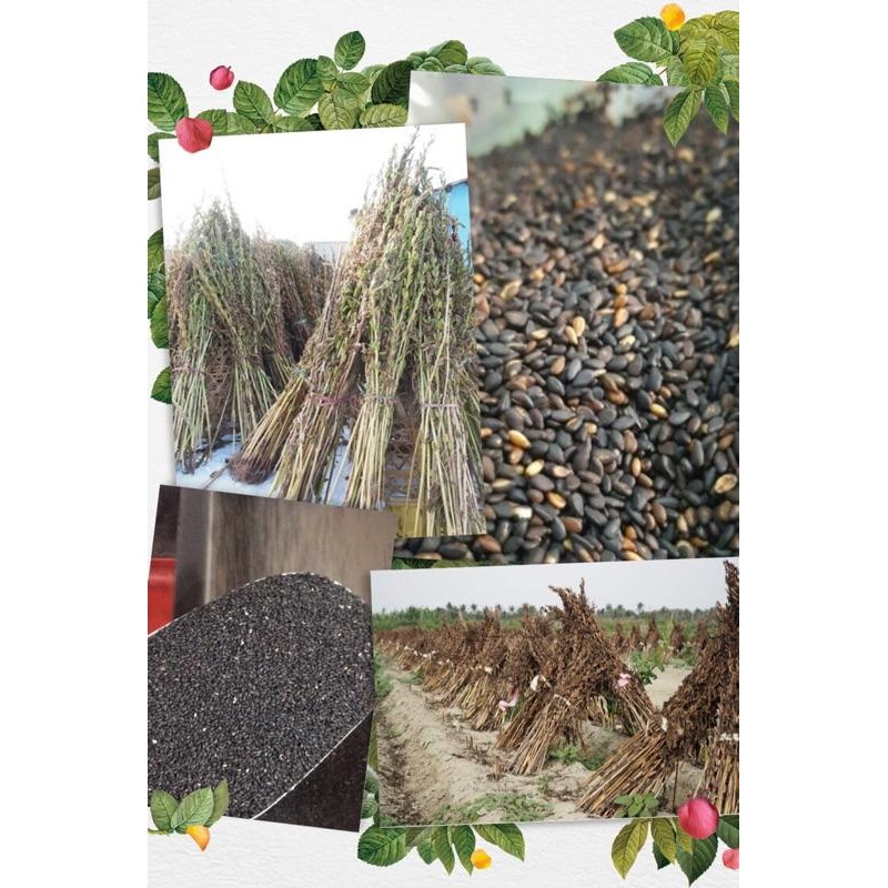 《台南小農自產自銷 麻油》純麻油 純胡麻油/純黑麻油/純麻油/純白芝麻香油 600ml玻璃瓶裝-細節圖4