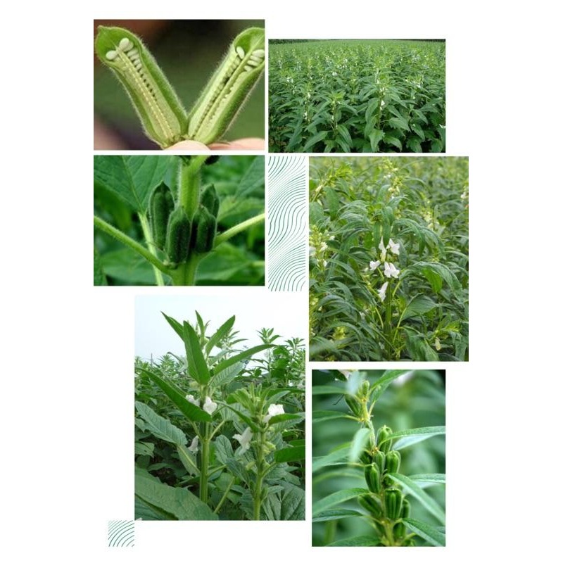 《台南小農自產自銷 麻油》純麻油 純胡麻油/純黑麻油/純麻油/純白芝麻香油 600ml玻璃瓶裝-細節圖5