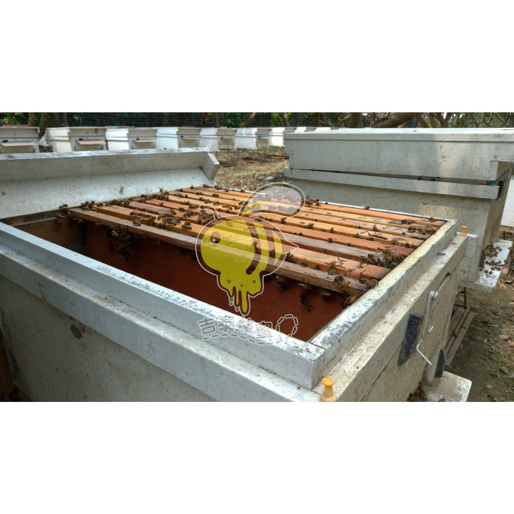 【吉泰養蜂場】 百花蜜/龍眼蜜  700g/瓶    #國產蜂蜜  #純蜂蜜 #自產自銷  #零添加-細節圖6
