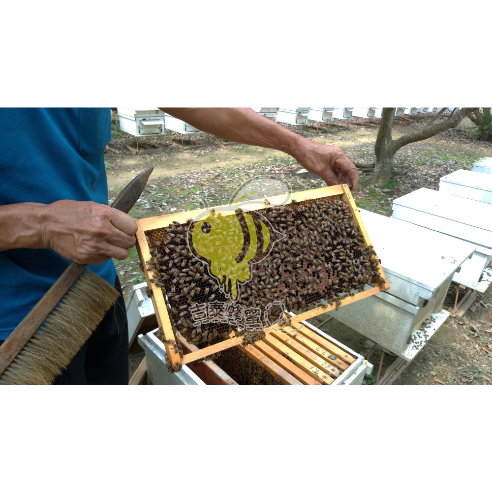 【吉泰養蜂場】 百花蜜/龍眼蜜  700g/瓶    #國產蜂蜜  #純蜂蜜 #自產自銷  #零添加-細節圖7