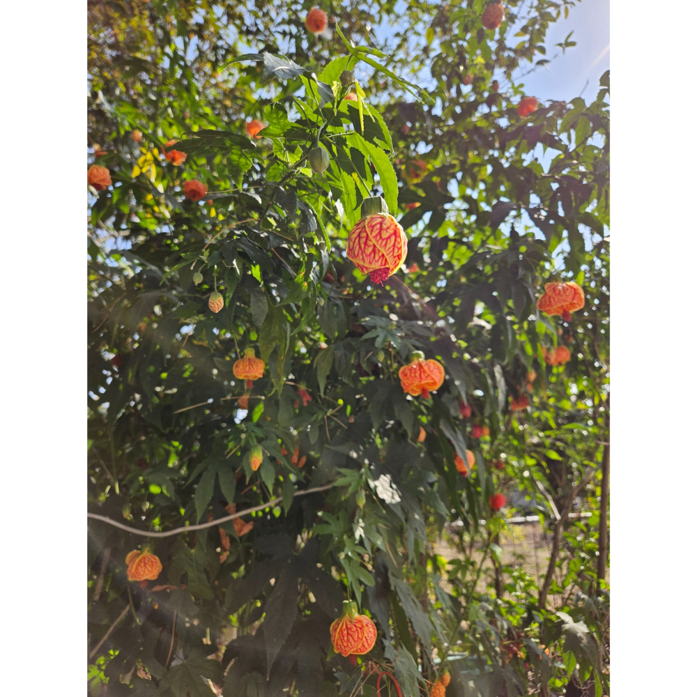 《雪人胖胖雜貨店》燈籠花(枝條) #扦插 #植物 #觀賞 #花-細節圖2