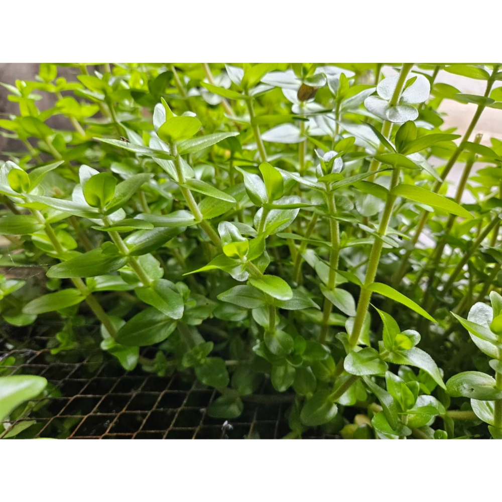 《雪人胖胖雜貨店》虎耳水草（綠）(無根) #水上水中葉 #免CO2 #好養 #水上會開花 #植物 #水草 #景觀水草-細節圖2