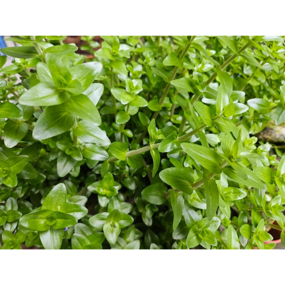 《雪人胖胖雜貨店》虎耳水草（綠）(無根) #水上水中葉 #免CO2 #好養 #水上會開花 #植物 #水草 #景觀水草-細節圖3