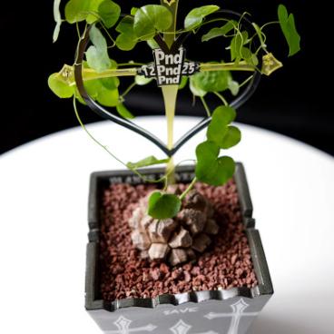 (新上架) PND 原創 植物 爬藤架 壓克力 塊根 龜甲龍 山烏龜 室內 攀爬 園藝 花架-細節圖2