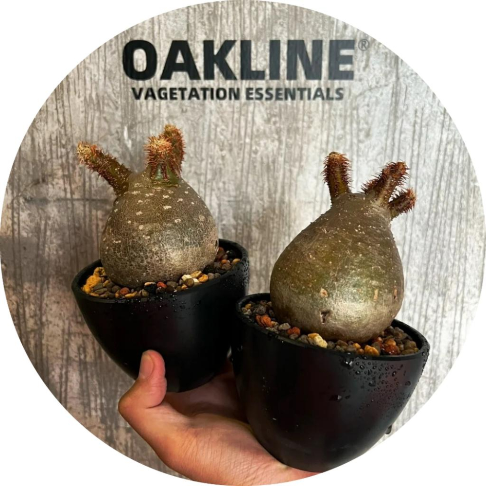 (現貨最低價) OAKLINE OAS-01 高端 黑膠盆 塊根盆 多肉盆植木缽 日式風格 花盆 嚴龍  象牙宮 缽-細節圖2