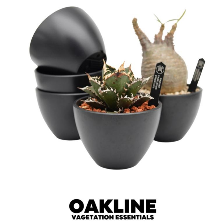 (現貨最低價) OAKLINE OAS-01 高端 黑膠盆 塊根盆 多肉盆植木缽 日式風格 花盆 嚴龍  象牙宮 缽-細節圖4