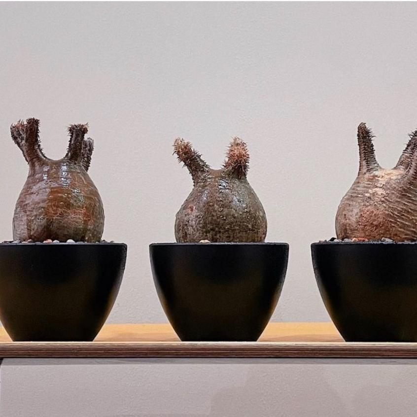 (現貨最低價) OAKLINE OAS-01 高端 黑膠盆 塊根盆 多肉盆植木缽 日式風格 花盆 嚴龍  象牙宮 缽-細節圖6