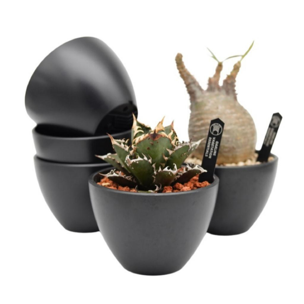 (現貨最低價) OAKLINE OAS-01 高端 黑膠盆 塊根盆 多肉盆植木缽 日式風格 花盆 嚴龍  象牙宮 缽-細節圖8