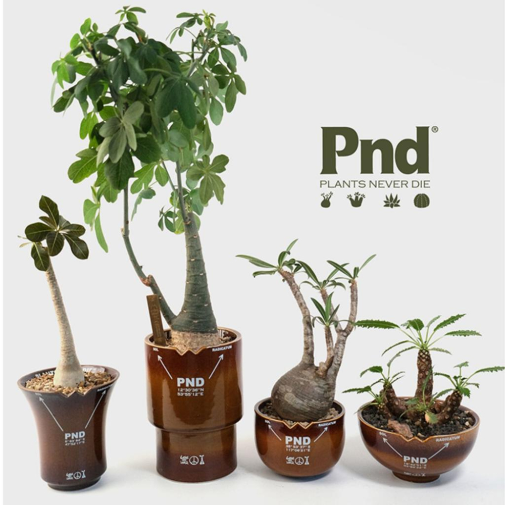 (新上架)PND 原創 軍事風 大地色 漸層 精品 塊根  花盆 陶瓷 透氣  多肉 潮流 日式風格 特殊色-細節圖2