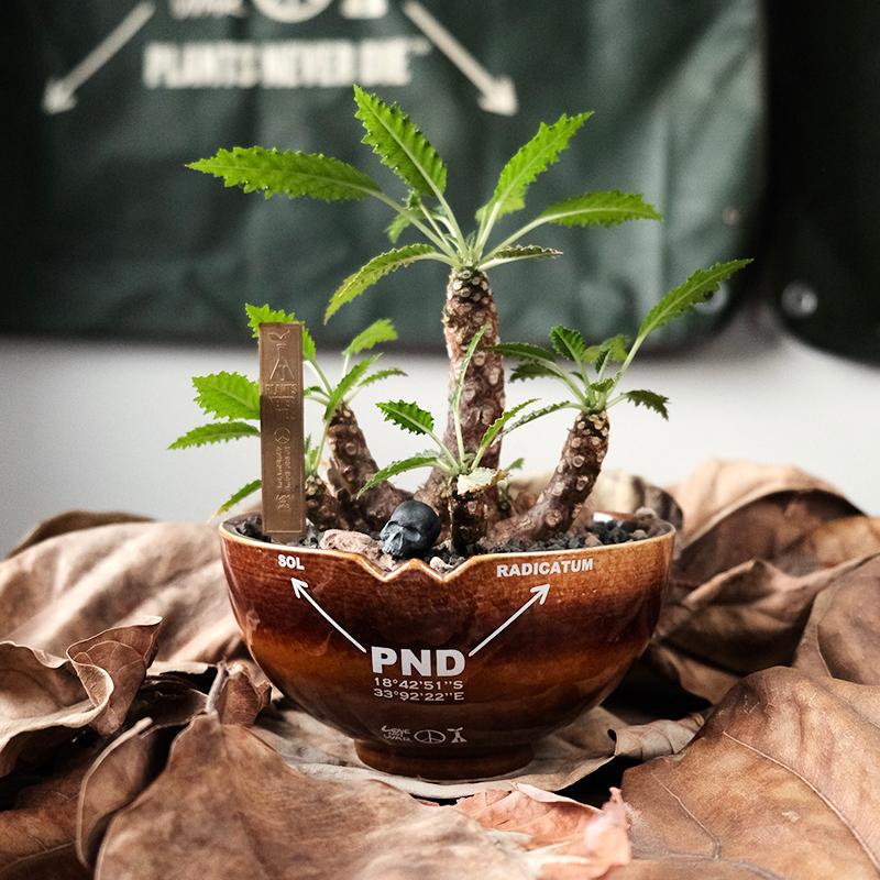 (新上架)PND 原創 軍事風 大地色 漸層 精品 塊根  花盆 陶瓷 透氣  多肉 潮流 日式風格 特殊色-細節圖6