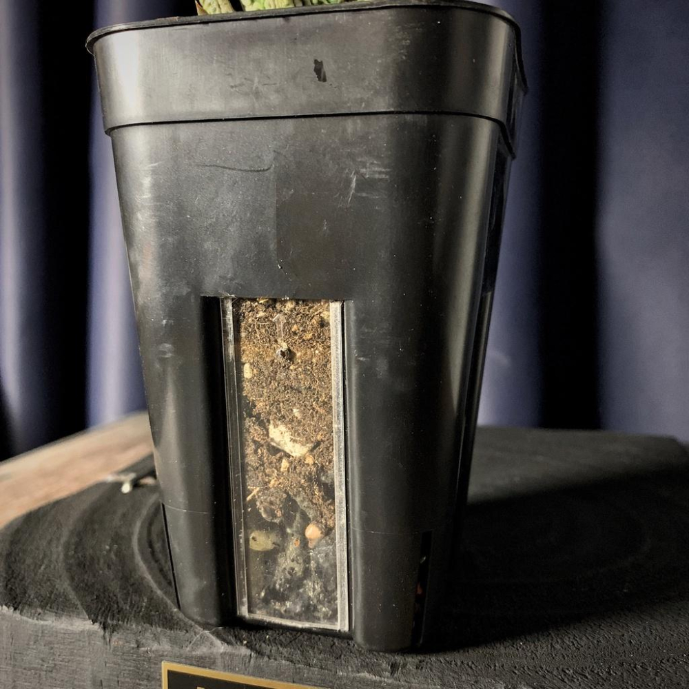 (現貨免運)觀水 花盆 外銷日本 發根 專用盆 塊根 透氣  龍舌蘭 多肉 缽 非黑膠盆 透視 盆 萬象 新手推薦-細節圖3