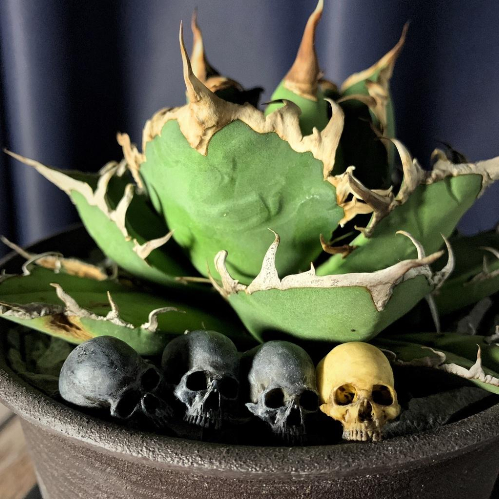 （現貨）迷你 骷髏 玩 鋪面石 1/12 骷髏 頭骨 模型 骨頭模型 場景配件 兵人擺件 塊根 嚴龍 多肉-細節圖3