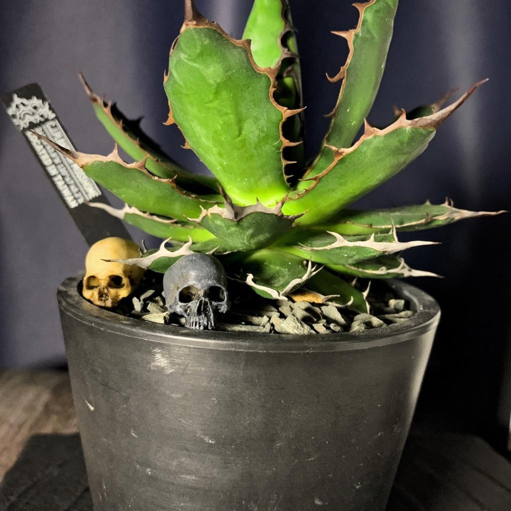 （現貨）迷你 骷髏 玩 鋪面石 1/12 骷髏 頭骨 模型 骨頭模型 場景配件 兵人擺件 塊根 嚴龍 多肉-細節圖4