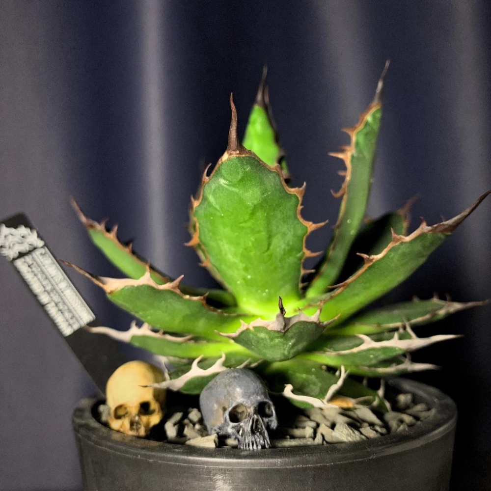 （現貨）迷你 骷髏 玩 鋪面石 1/12 骷髏 頭骨 模型 骨頭模型 場景配件 兵人擺件 塊根 嚴龍 多肉-細節圖8