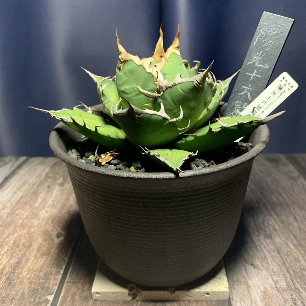 (現貨) 板岩 單入 花牌 標籤 植物花牌 紀錄 塊根 龍舌蘭 龜背芋 觀葉 蔓綠絨 花燭 觀葉植物-細節圖4