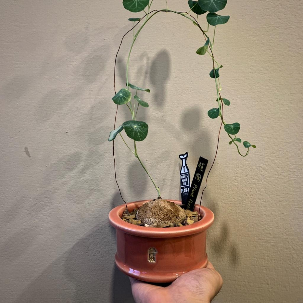 (現貨) 黑魂 高端PVC 單入 防水 花牌 霧面 植物名牌 耐老化 多肉 塊根 標簽 防水 園藝 一字插牌 記錄-細節圖2