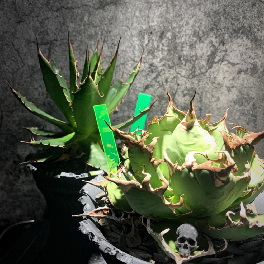 (現貨) 黑魂 高端PVC 單入 防水 花牌 霧面 植物名牌 耐老化 多肉 塊根 標簽 防水 園藝 一字插牌 記錄-細節圖3