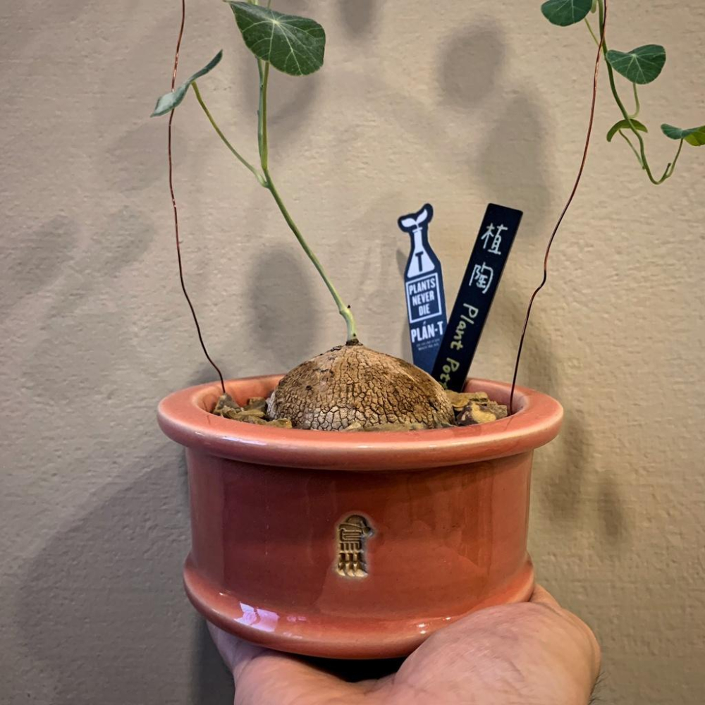 (現貨) 黑魂 高端PVC 單入 防水 花牌 霧面 植物名牌 耐老化 多肉 塊根 標簽 防水 園藝 一字插牌 記錄-細節圖4