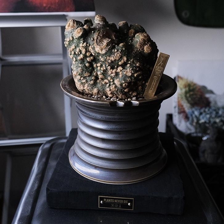 (現貨)pnd 實木復古 做舊  植物展示 潮流擺件 原木展示座 塊根 加厚 底座板 非NEIGHBORHOOD 象牙宮-細節圖4