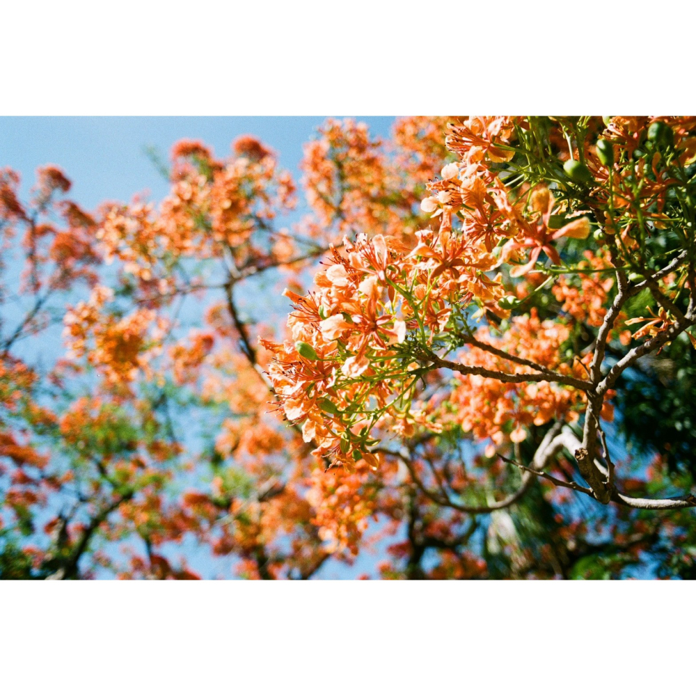 Kodak 柯達 Colorplus 200 135底片 36張 底片 彩色負片 底片相機 膠捲 復古-細節圖3