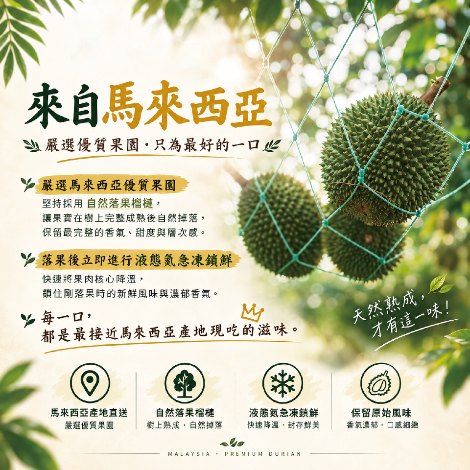 【胡同】榴槤王國 貓山王/金包榴槤｜免運2盒組 (200克/盒)｜馬來西亞頂級冷凍榴槤果肉-細節圖7