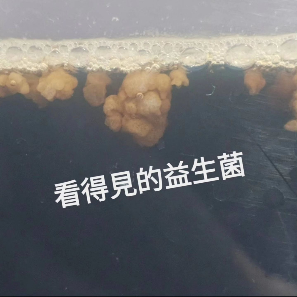 DIY療癒小物! | 水克菲爾粒 Water Kefir Grains | 發酵飲DIY 益生菌種【提琉比長壽村】-細節圖3