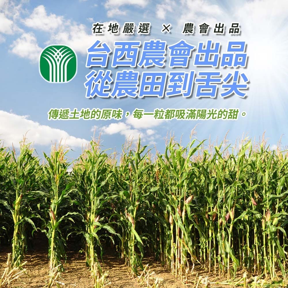 【愛淘購物】烤玉米 台西鄉農會 醬香炸玉米 整箱40袋入 玉米粒 香脆玉米 零食 伴手禮 點心 隨手包-細節圖7