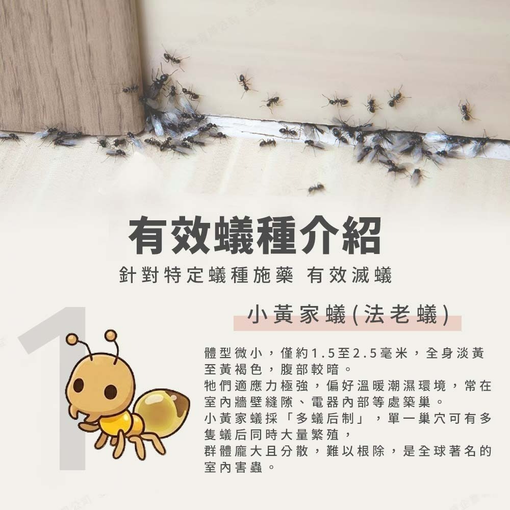 【愛淘購物】輕鬆點螞蟻絕 5克 凝膠餌劑 防治螞蟻 除蟻劑 凝膠餌劑 除蟻凝膠 螞蟻藥 有效除蟻 環境用藥-細節圖5