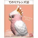 【歐賣小舖】BANDAI 食玩 掌中動物 好朋友系列10 全12種-規格圖9