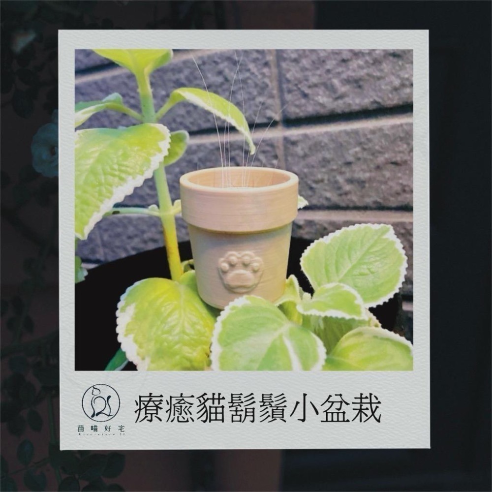 【苗喵好宅】🐱貓鬍鬚小盆栽✦貓奴必備療癒小物✨-細節圖2