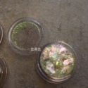 現貨｜美甲 超薄幻彩雲綿粉 ✨ 極光綿片 偏光效果 美甲飾品 棉雲片 綿雲片 超綿密亮粉 素材 岩片 DIY素材 材料-規格圖5