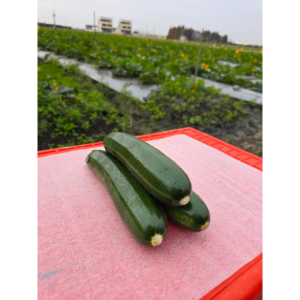 宅心農園 櫛瓜7台斤-細節圖2