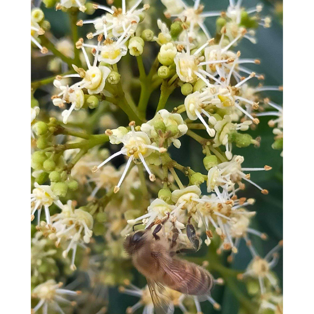小農自產 優質天然純蜂蜜820公克-細節圖4