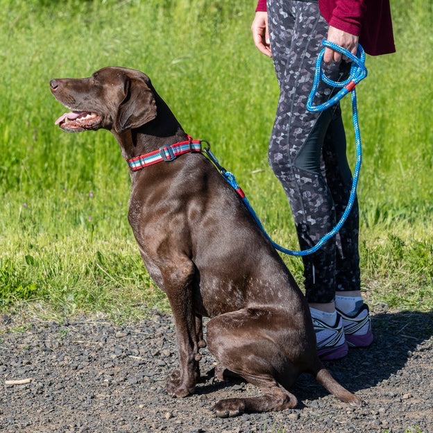 🐕‍🦺  美國 kurog 反光項圈 狗項圈 半p項圈 防掙脫項圈-細節圖2