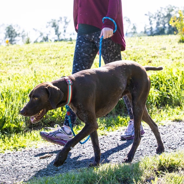🐕‍🦺  美國 kurog 反光項圈 狗項圈 半p項圈 防掙脫項圈-細節圖3