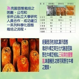 康建牛樟芝 四倍濃縮膠囊  買1盒送1盒  牛樟芝 調整體質 促進新陳代謝Antrodia cinnamomea-細節圖6
