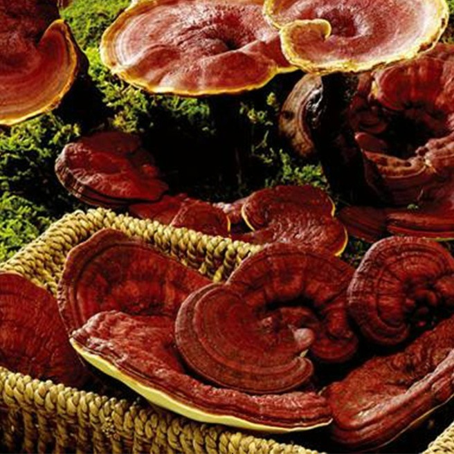 康建 極品靈芝 靈芝 10倍濃縮 靈芝子實體-細節圖5