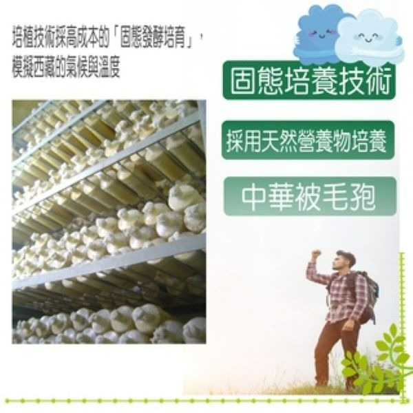 康建冬蟲夏草菌絲體 中華被毛孢 60顆一盒-細節圖6