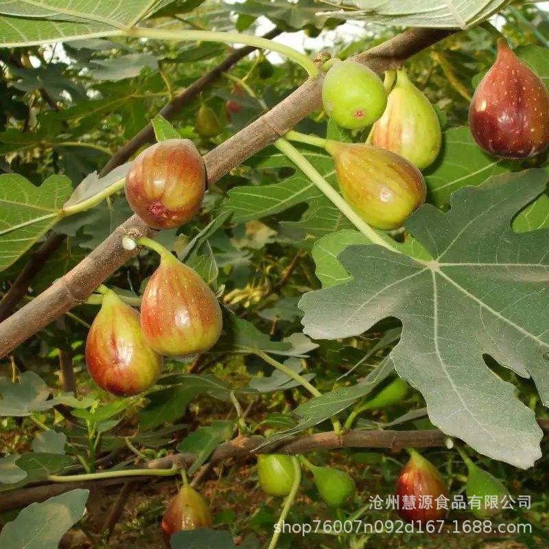 土耳其無花果乾  無花果乾 果乾  零食 養生零嘴-細節圖5